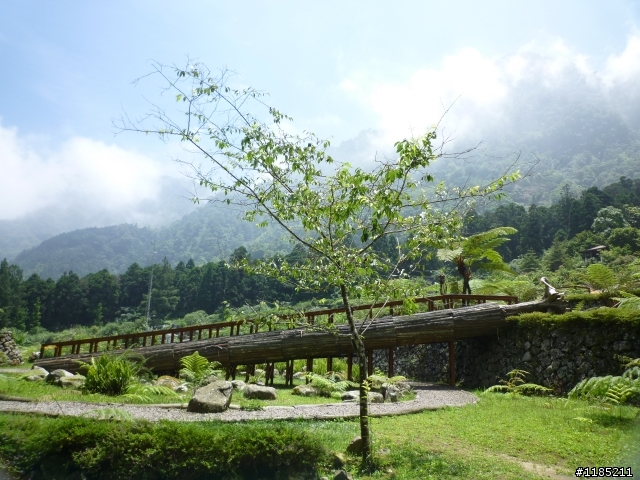 夏日小品：夢幻溪頭行