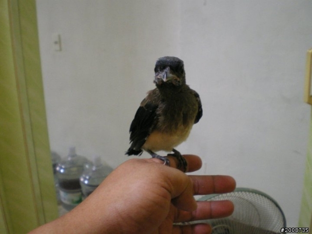 路邊撿到幼鳥（更新附圖）