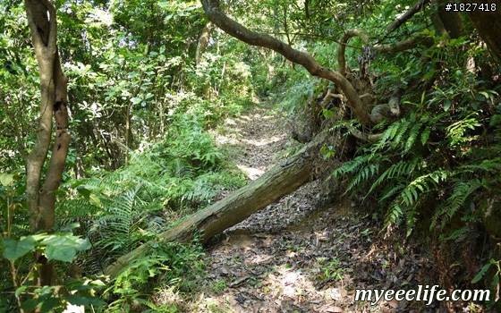 碧山巖一下午小旅行 – 中級篇 (一)：探尋白石湖地名中的「白石」，圓覺尖攻頂！