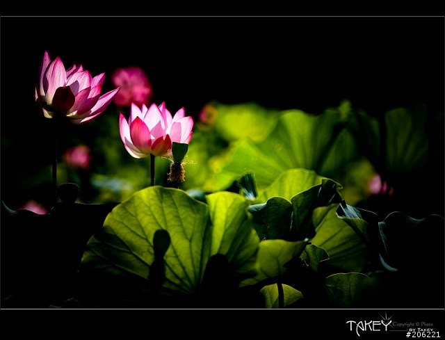 [更新]2012荷花季又到了--歡迎貼圖~~