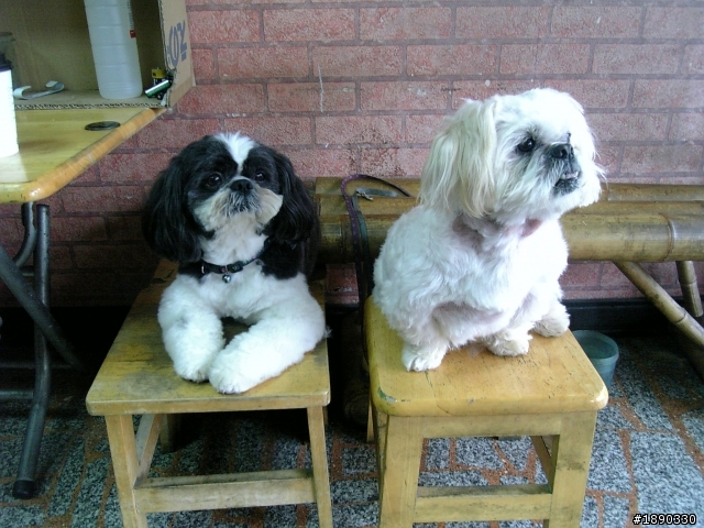 龍潭找黑白西施犬