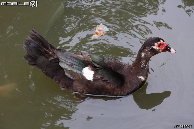 20110702 台北植物園