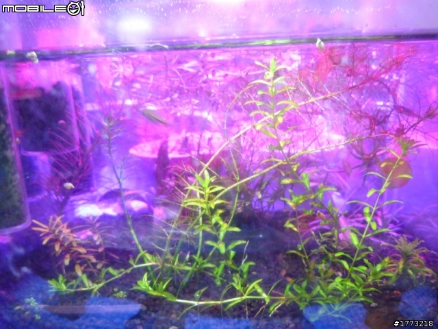 已更新，三波長LED燈完成!(圖+影)!![DIY]以LED作為植物光源，探討LED是否能作為植物生長燈，以及波長對植物的影響