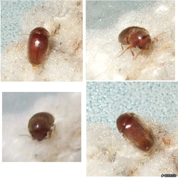 請問這是什麼蟲(黑色約0.2CM)