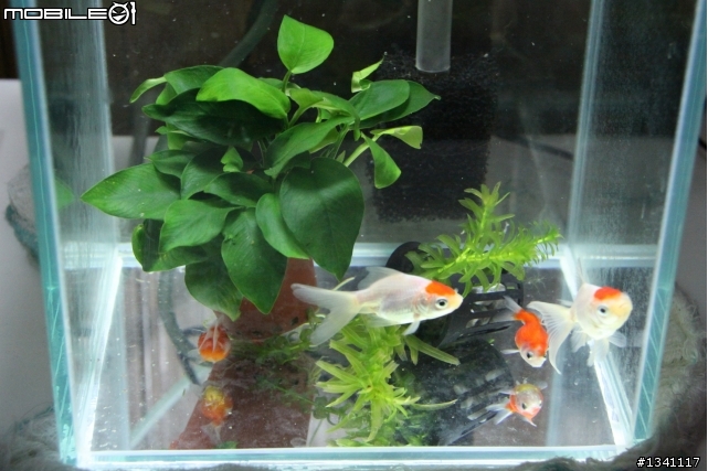 玉如意能跟小紅帽一起養嗎?