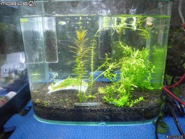已更新，三波長LED燈完成!(圖+影)!![DIY]以LED作為植物光源，探討LED是否能作為植物生長燈，以及波長對植物的影響