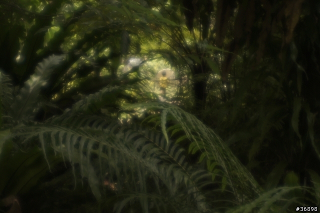 NEX轉接Diana鏡頭