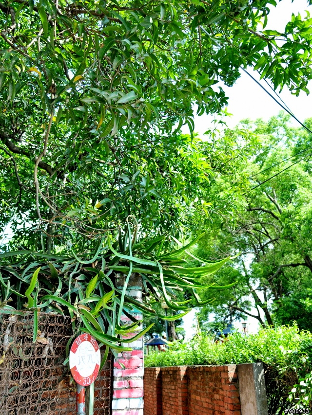 [景點分享] 台中嶺東彩虹村一遊
