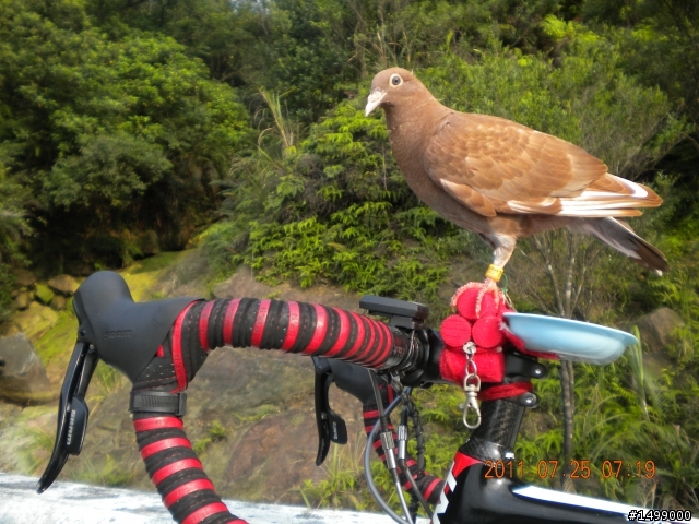 火鳳凰單車遊記