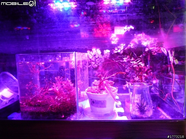 已更新，三波長LED燈完成!(圖+影)!![DIY]以LED作為植物光源，探討LED是否能作為植物生長燈，以及波長對植物的影響