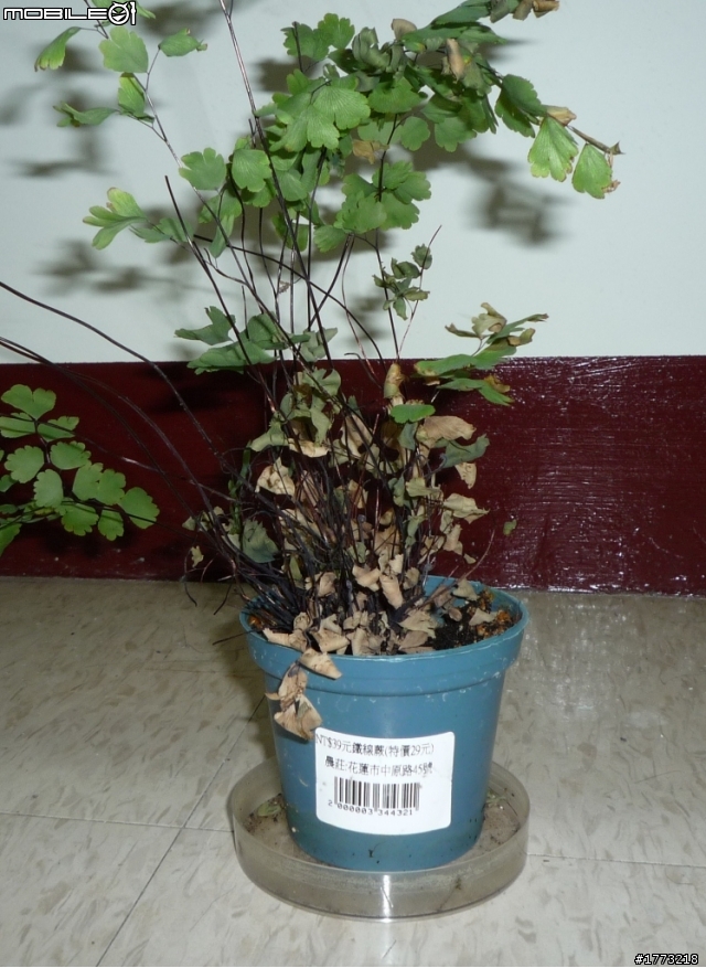 已更新，三波長LED燈完成!(圖+影)!![DIY]以LED作為植物光源，探討LED是否能作為植物生長燈，以及波長對植物的影響