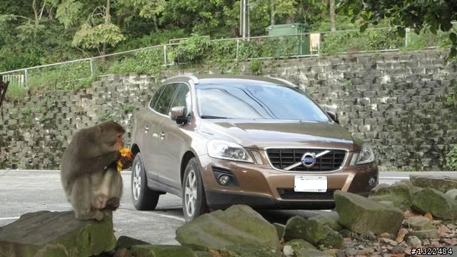 XC60 D5 豪華版 武陵+合歡+寶來  四天三夜遊
