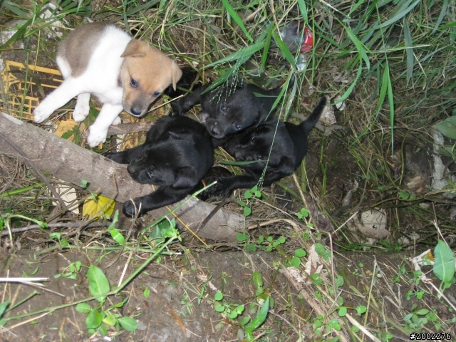 混黑土狗幼犬  (已補上照片)   7/21更新