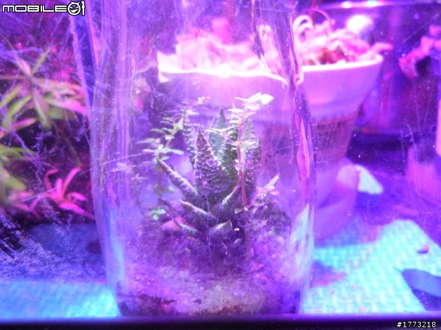 已更新，三波長LED燈完成!(圖+影)!![DIY]以LED作為植物光源，探討LED是否能作為植物生長燈，以及波長對植物的影響