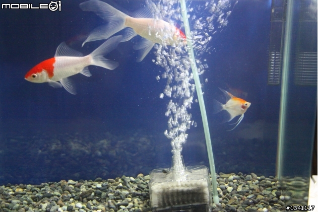 玉如意換缸&新增神仙魚,小缸拿來養金魚(7/24更新)