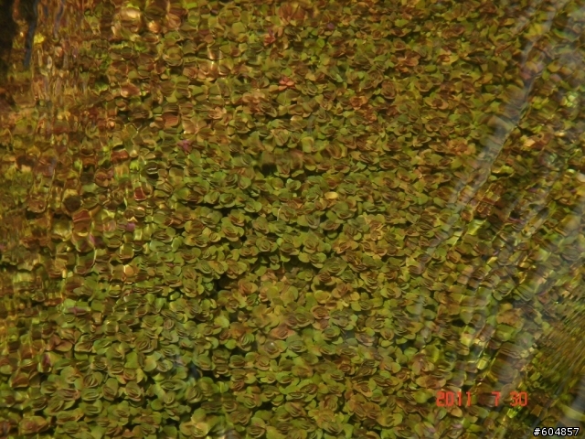 陽金公路旁的水溝
