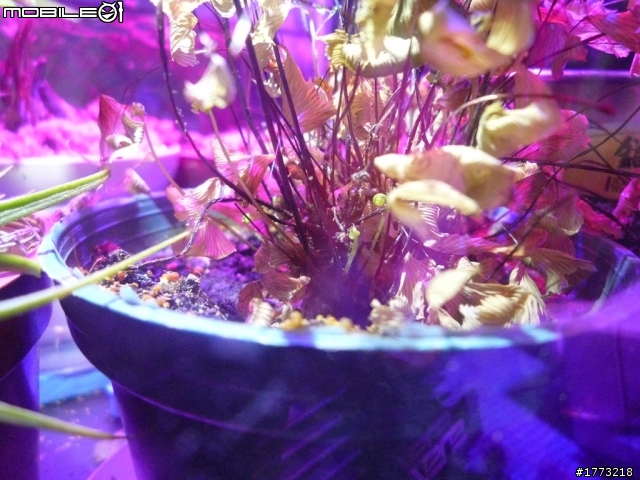 已更新，三波長LED燈完成!(圖+影)!![DIY]以LED作為植物光源，探討LED是否能作為植物生長燈，以及波長對植物的影響