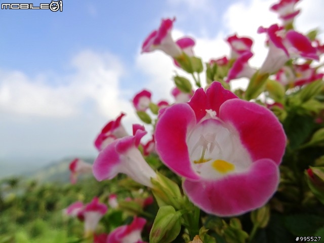(照片)7/24星期日山海關無茶泡行