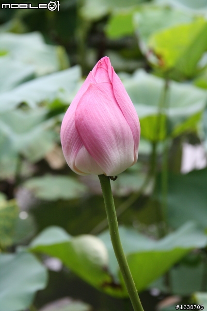 20110702 台北植物園