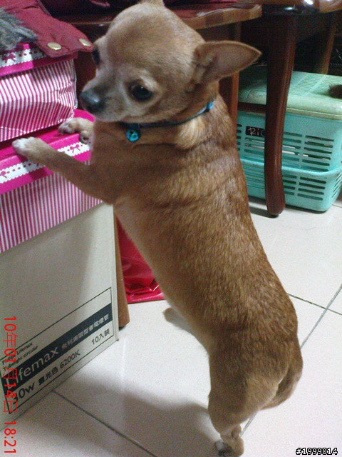 急尋愛犬吉娃娃!!