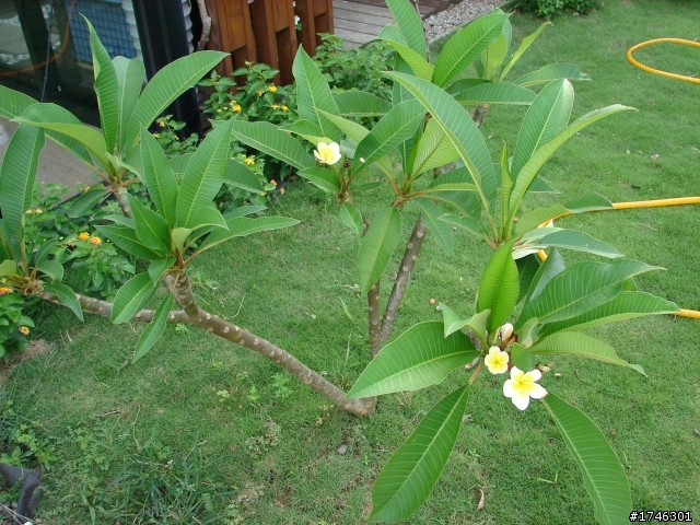 我家小夯的後花園開箱