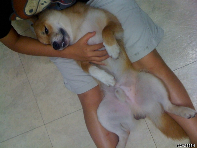 1歲柴犬等待新主人