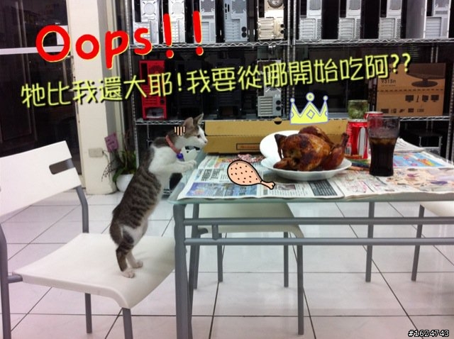 分享 ~ 我家的兩隻喵喵+熱呼呼喵喵零錢包 : )