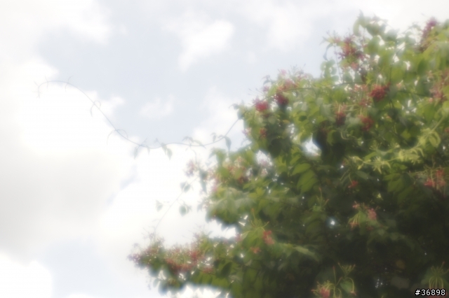 NEX轉接Diana鏡頭