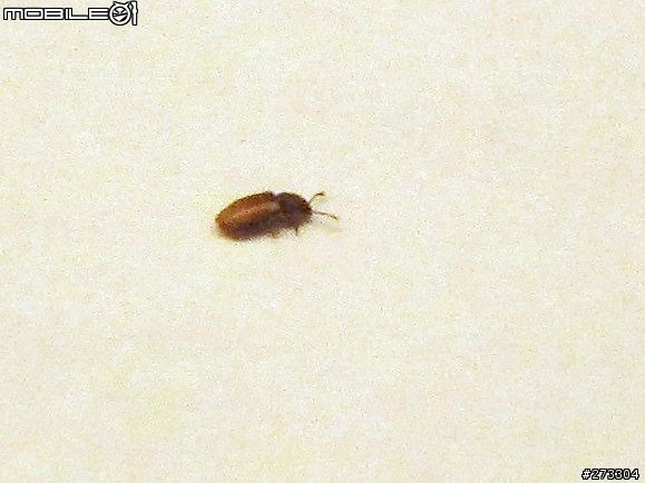 請問這是什麼虫??