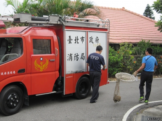 開車出門發現受傷果子狸(6樓有影片)