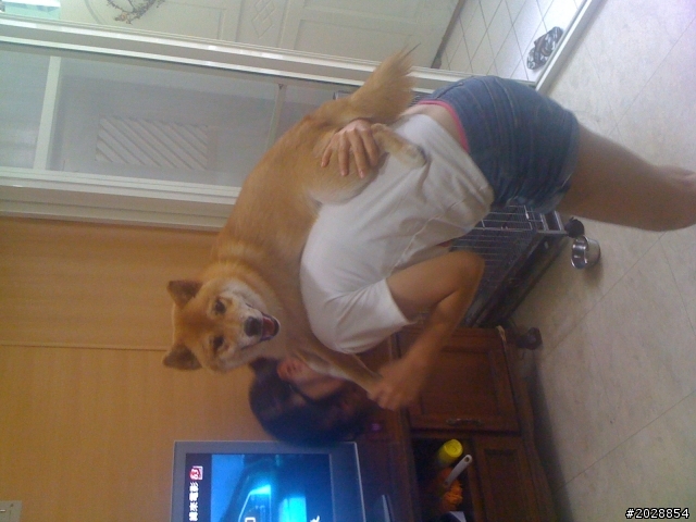 1歲柴犬等待新主人