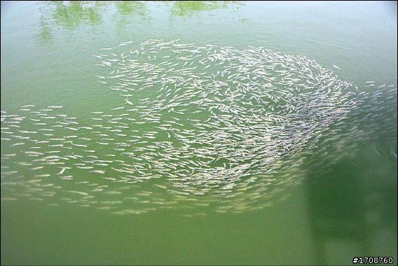 愛河漏水?? 魚群浩劫?? 怎麼全乾枯了.............