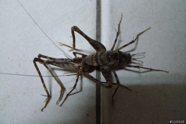 奇怪的生物....