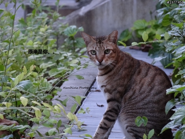 我的HX100V之随手拍游记