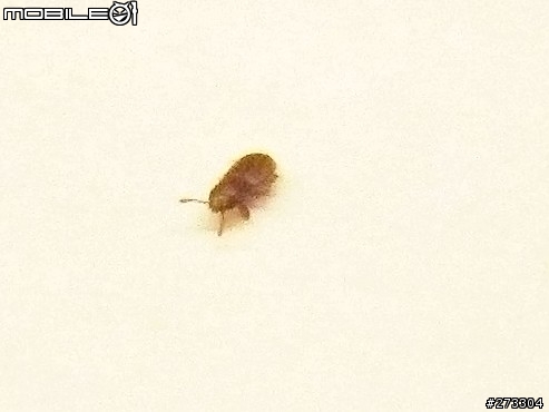 請問這是什麼虫??