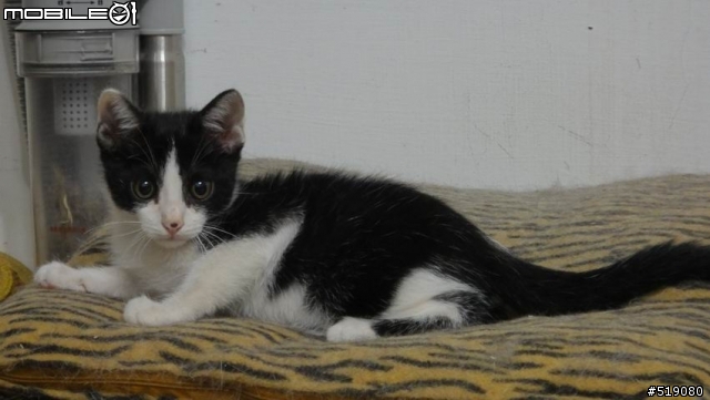 [台北]約兩個月大蝙蝠俠認養