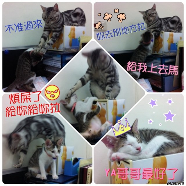 分享 ~ 我家的兩隻喵喵+熱呼呼喵喵零錢包 : )