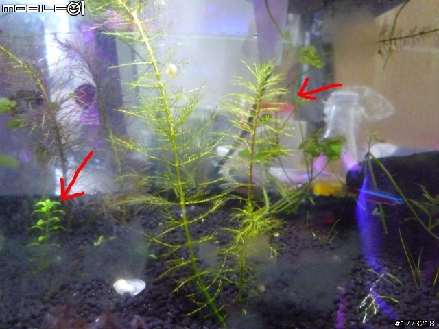 已更新，三波長LED燈完成!(圖+影)!![DIY]以LED作為植物光源，探討LED是否能作為植物生長燈，以及波長對植物的影響