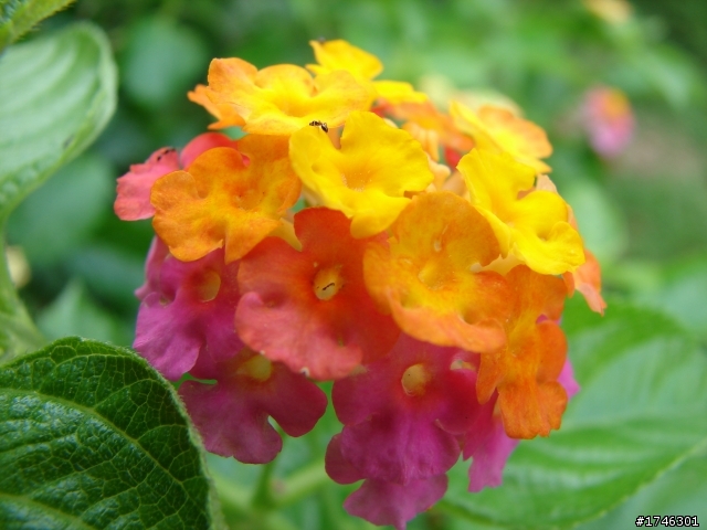 我家小夯的後花園開箱