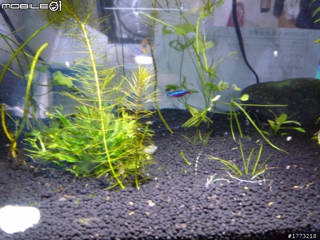 已更新，三波長LED燈完成!(圖+影)!![DIY]以LED作為植物光源，探討LED是否能作為植物生長燈，以及波長對植物的影響
