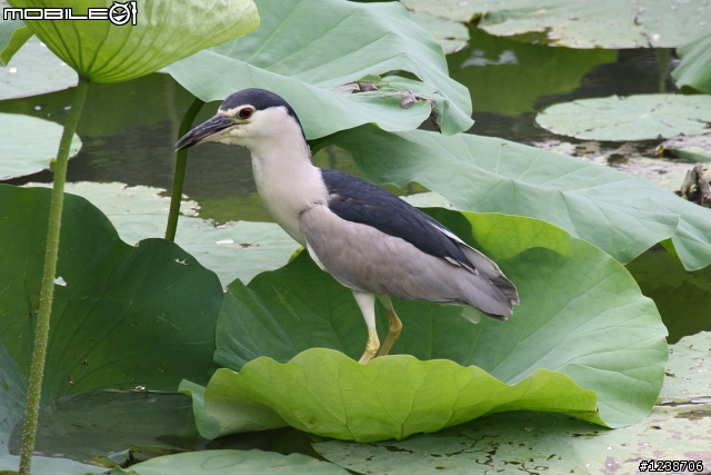 20110702 台北植物園