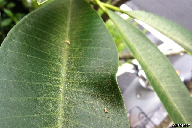 我家的雞蛋花生病了,請教達人解惑