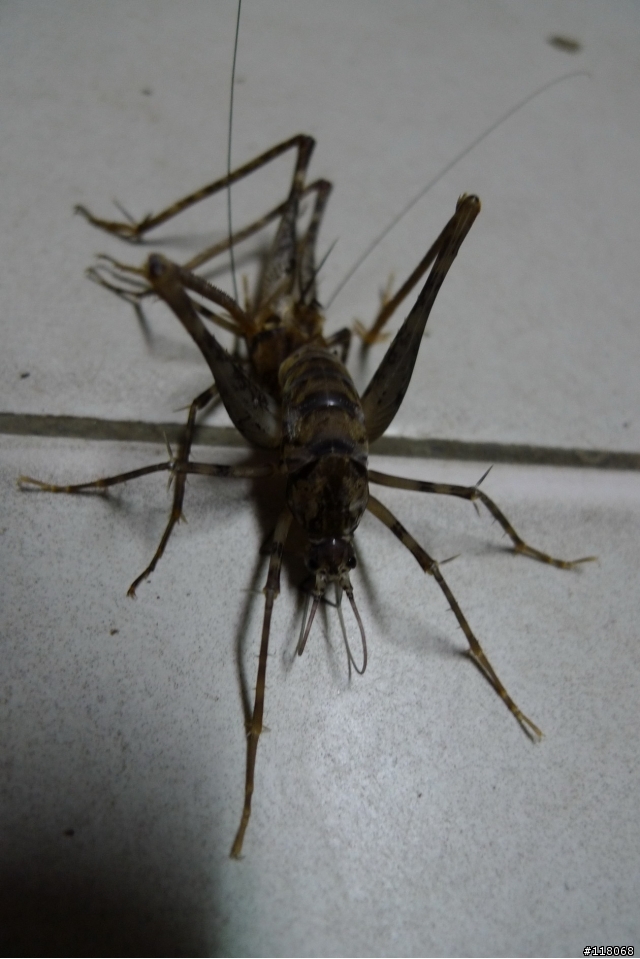 奇怪的生物....