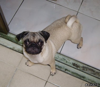 請問高雄哪裡買巴哥幼犬?