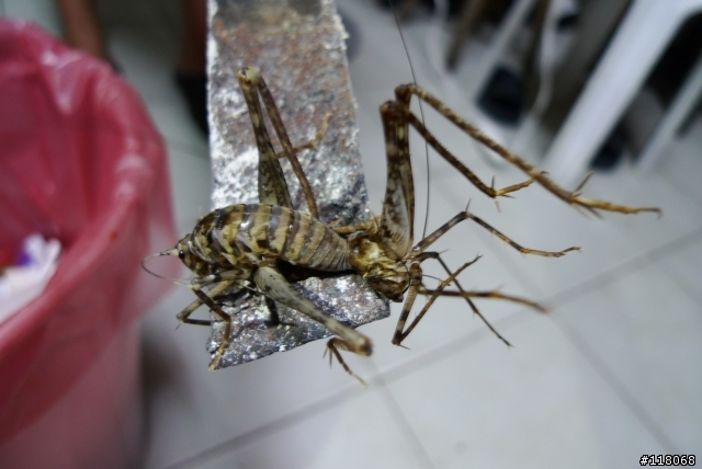 奇怪的生物....