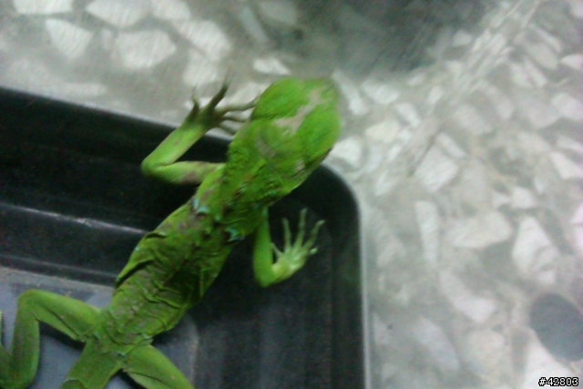 請問這是什麼蜥蜴?