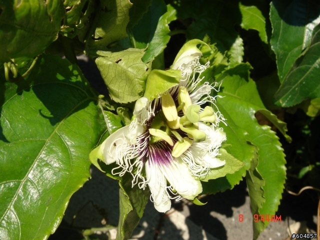 20110708_宜蘭輕鬆一日遊