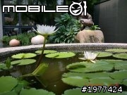7/25 仔爸的台灣黑熊 ( LUXGEN 7 SUV ) 1000 公里的保養紀事 ~