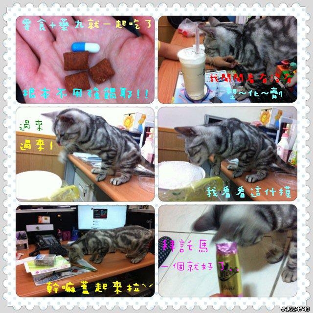分享 ~ 我家的兩隻喵喵+熱呼呼喵喵零錢包 : )