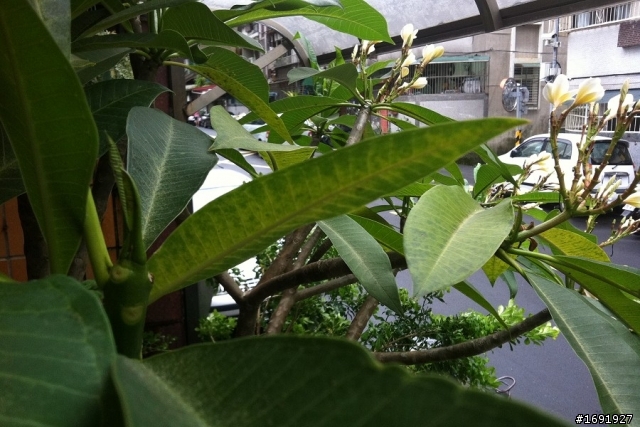 我家的雞蛋花生病了,請教達人解惑